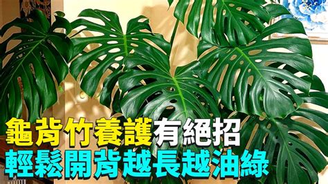 龜背芋 龜背竹|種植及照顧龜背竹指南 – The Trunk Group Limited